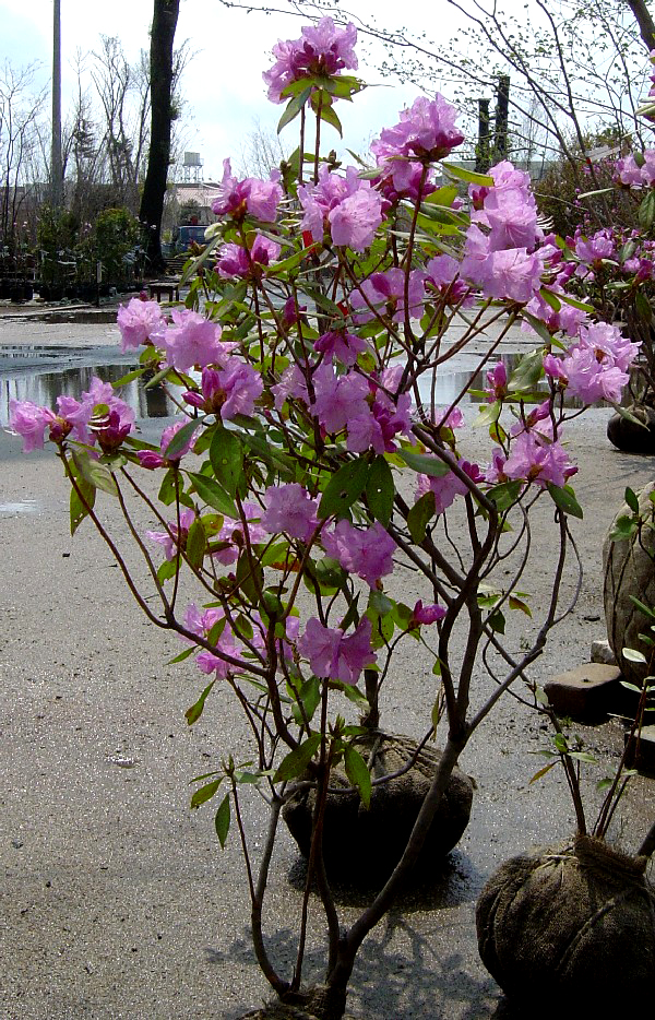 カネコゲンカイツツジ　Rhododendron Mucronulatum var. Ciliatum Kaneko