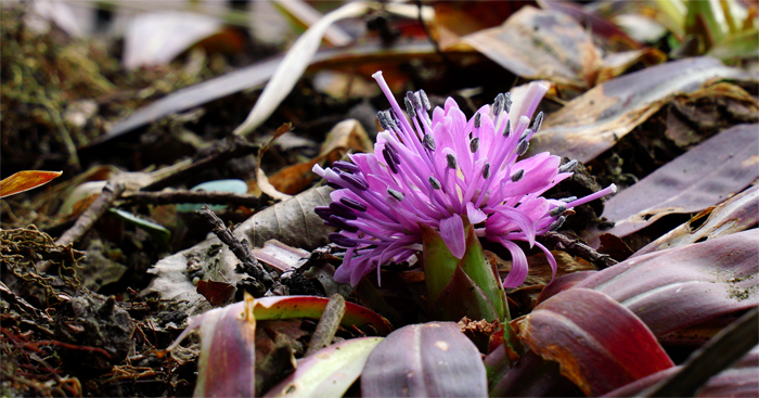 山採り自然樹形落葉樹販売 秋元園芸