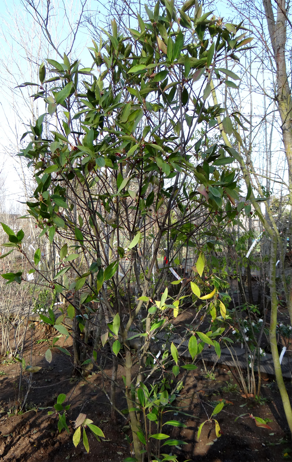 イリシュウムヘンリー販売 秋元園芸 茨城県那珂市ホーマック那珂店花木センター