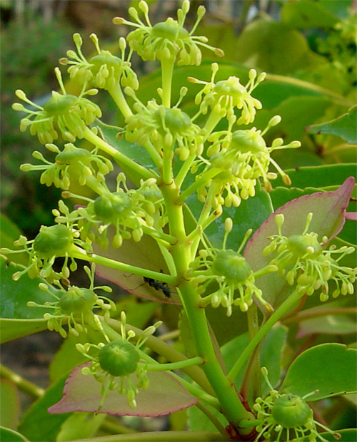 ヤマグルマ販売 茨城県那珂市 秋元園芸
