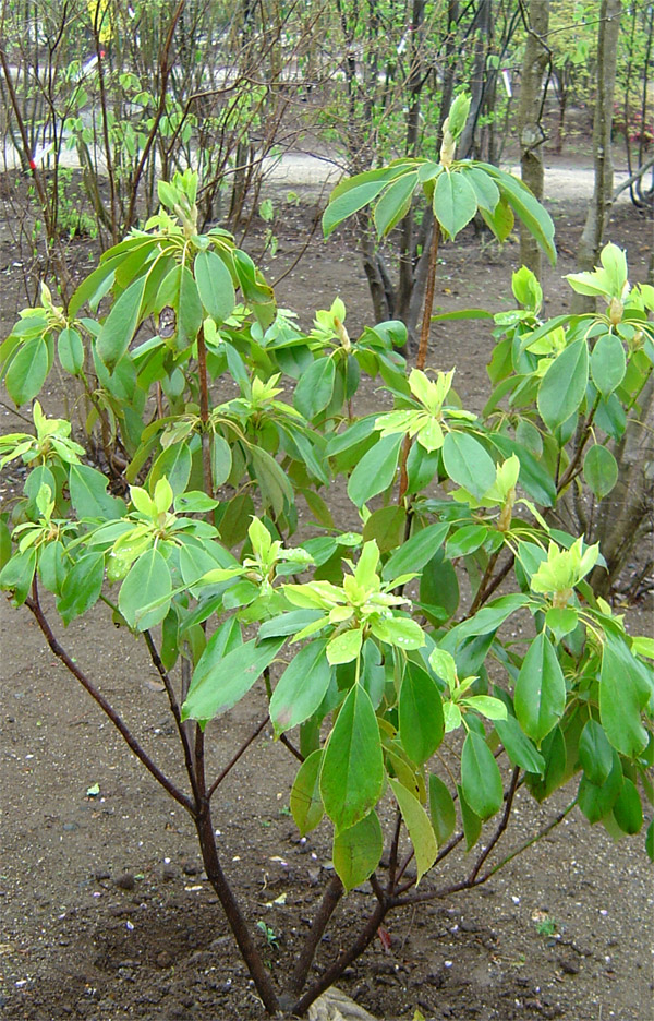 ヤマグルマ販売 茨城県那珂市 秋元園芸