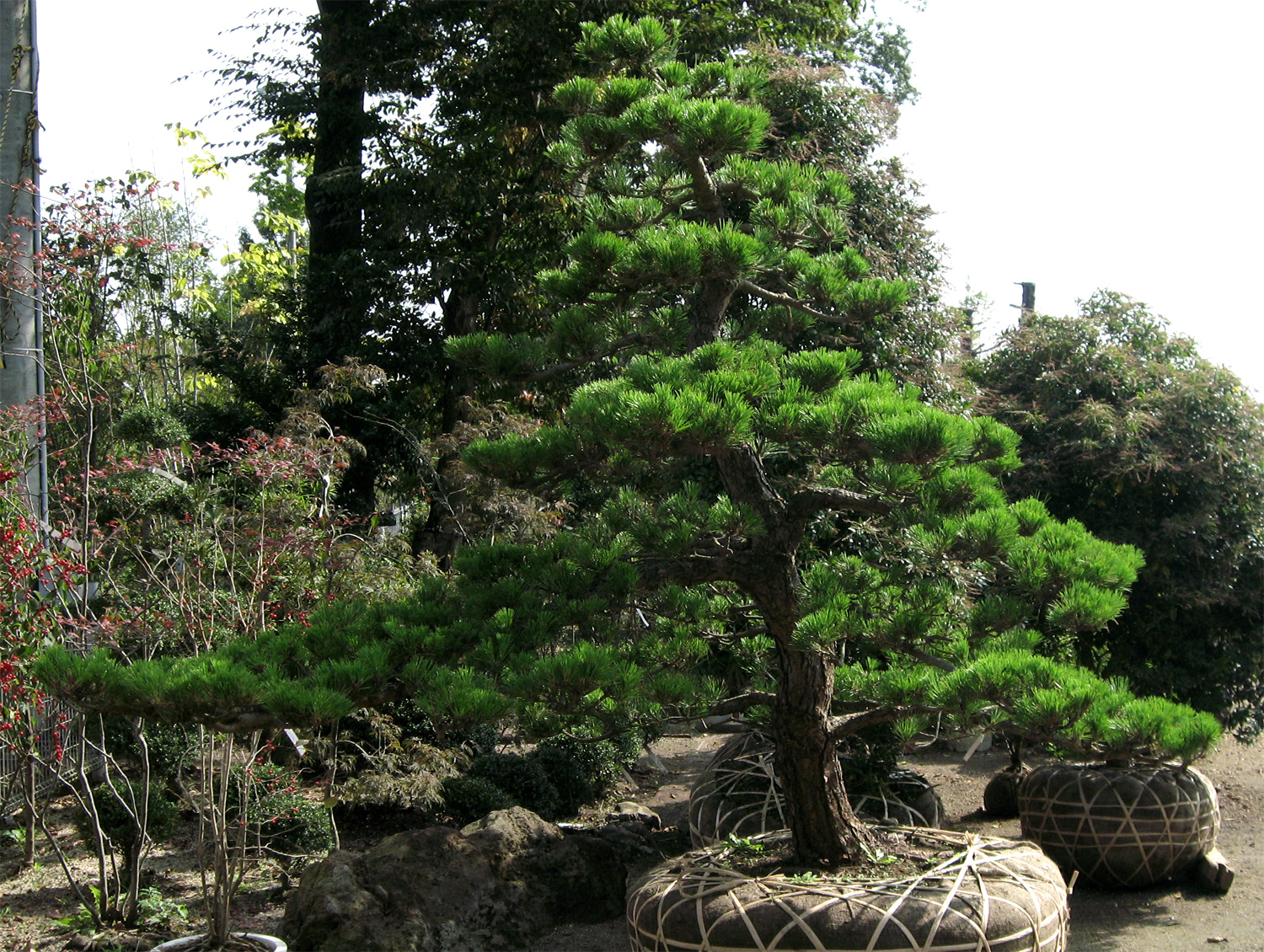 クロマツ販売 (茨城那珂 秋元園芸)