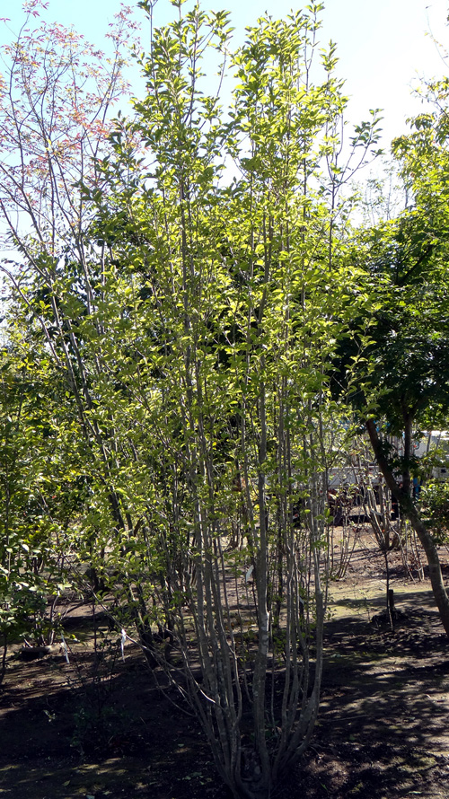 山採り自然樹形アオハダ販売 秋元園芸 茨城県那珂市