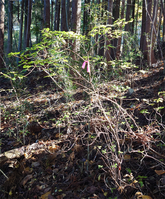 山採り バイカツツジ観葉植物 - www.canoerestigouche.ca