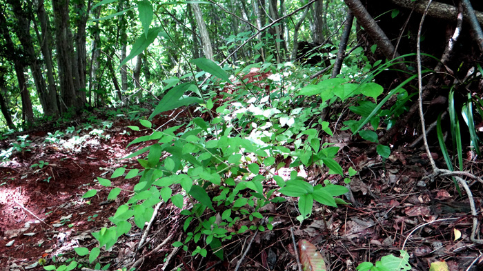 山採り自然樹形コウヤボウキ