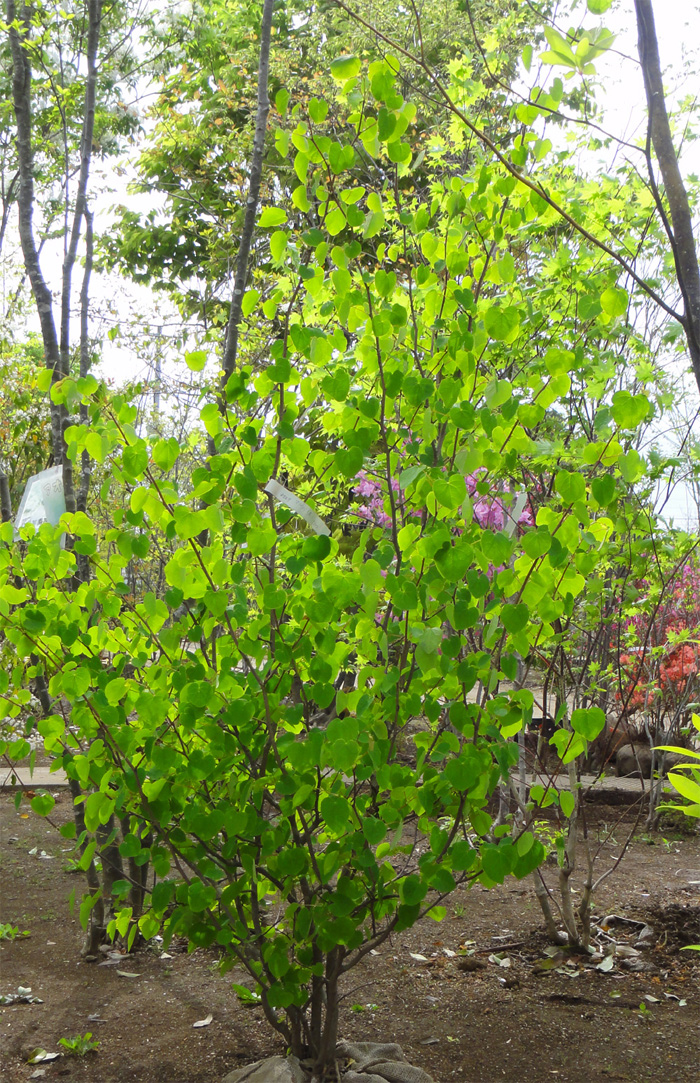 マルバノキ 美樹形 株立ち マルバの木 - 植木、庭木