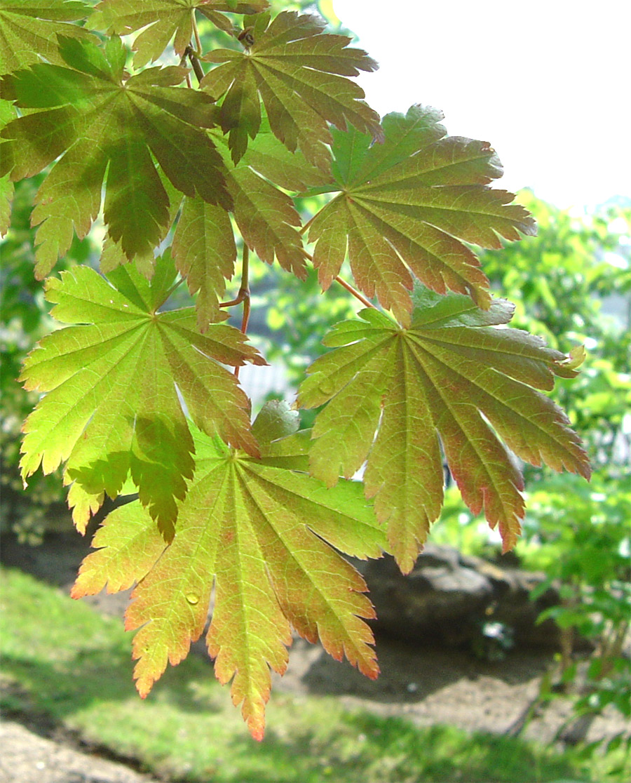 山採り コハウチワカエデ ミヤマガマズミ 混合株 - 植物/観葉植物