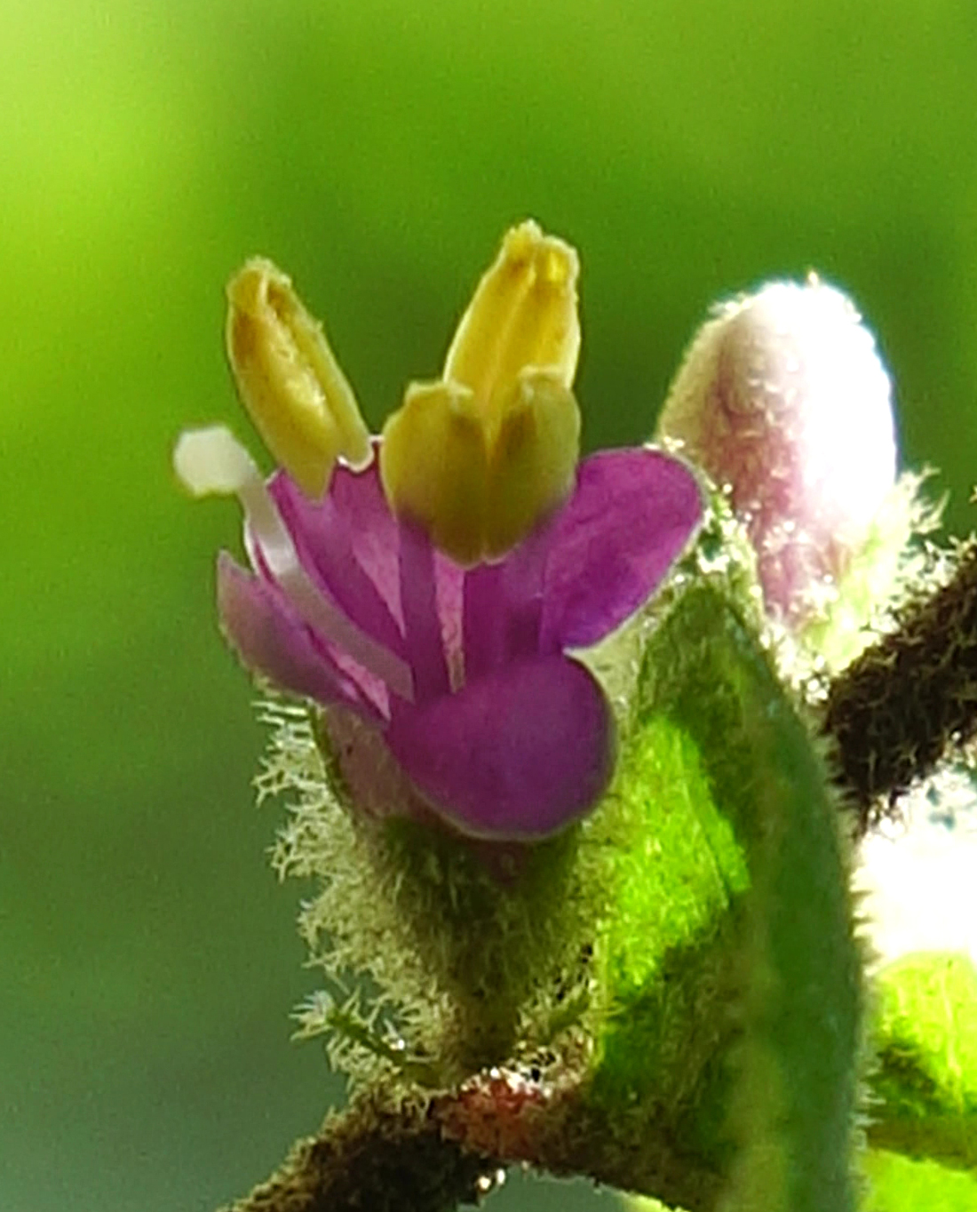 ムラサキシキブ (茨城 那珂 東海 秋元園芸)