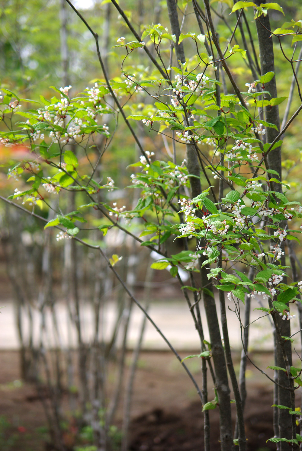 ドウダンツツジ・自然樹形【現品】管理2273 【植木・苗木・庭木】