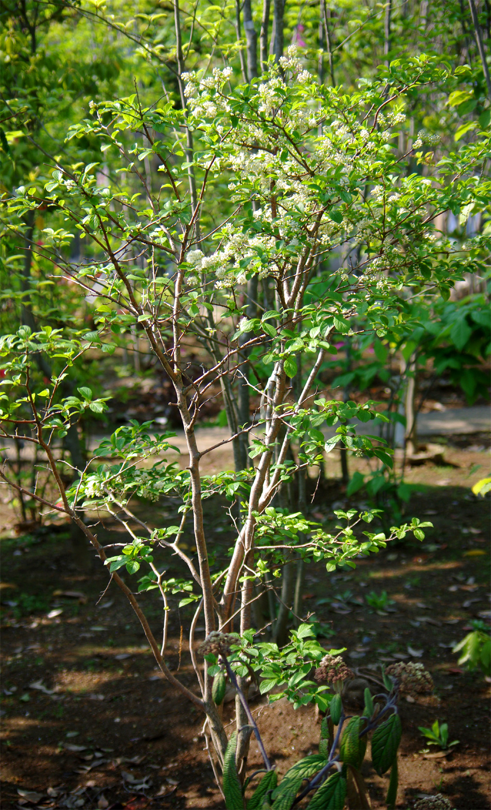 短納期 サワフタギ（沢蓋木） 樹高1.8m前後 露地苗 低木 落葉樹 落葉樹