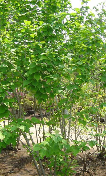 山採り　ツノハシバミ 山採りツノハシバミ