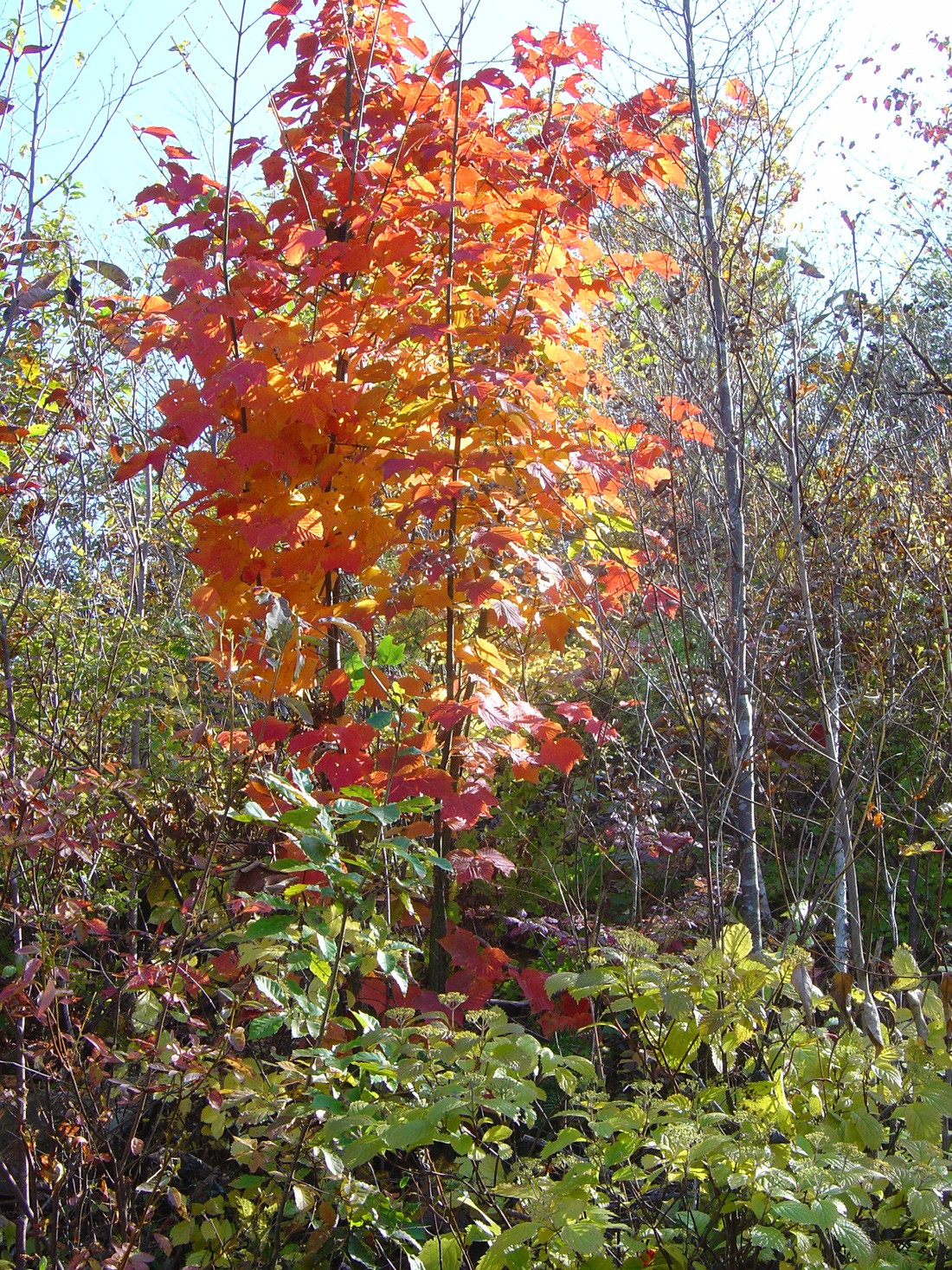 山採り　ウリハダカエデ 山採り ウリハダカエデ カード検索 ｜ Z/X - Zillions of enemy
