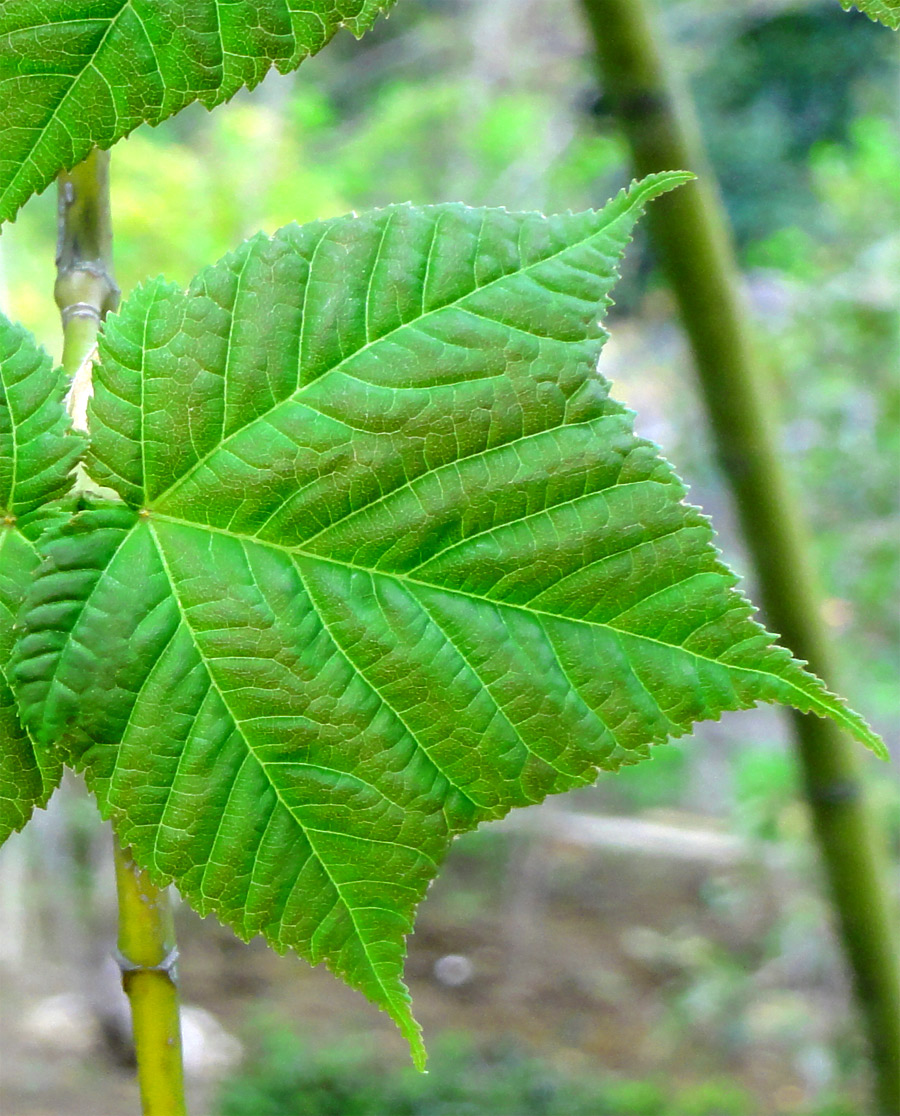 山採り　ウリハダカエデ ウリハダカエデ販売 (茨城那珂 秋元園芸)