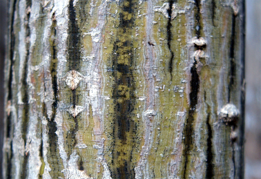 山採り　ウリハダカエデ ウリハダカエデ販売 (茨城那珂 秋元園芸)